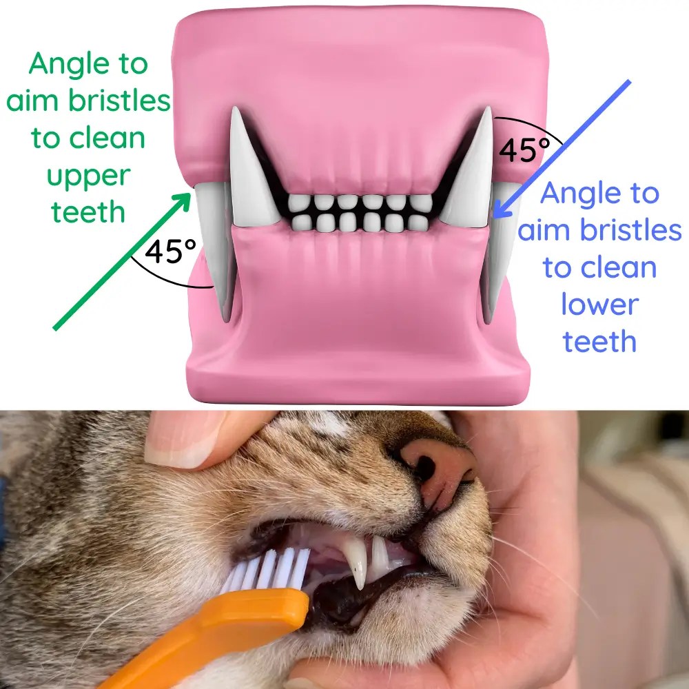 6 Ways to Keep Cats Teeth Clean (With & Without Brushing)